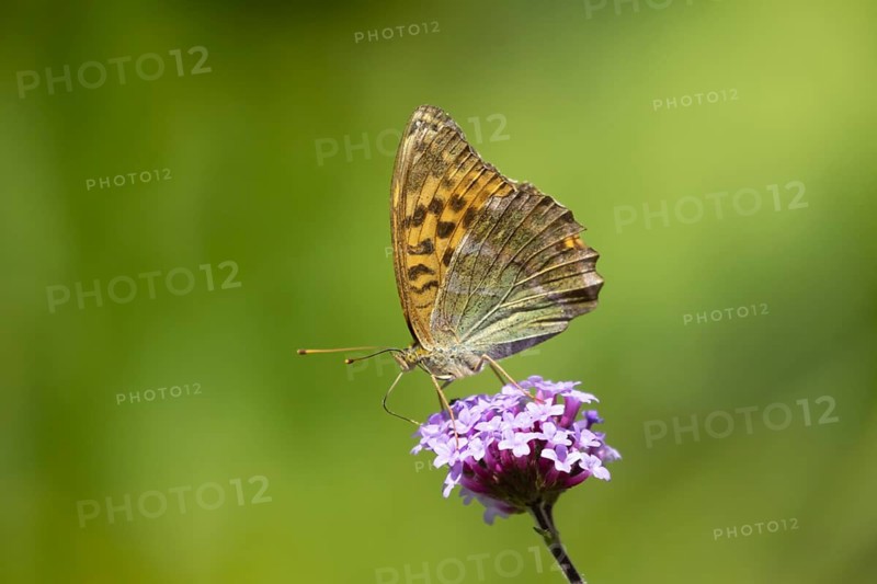 Silver-washed fritillary butterfly (Argynnis paphia) adult insect feeding on a garden Verbena flower in summer, Suffolk, England, United Kingdom