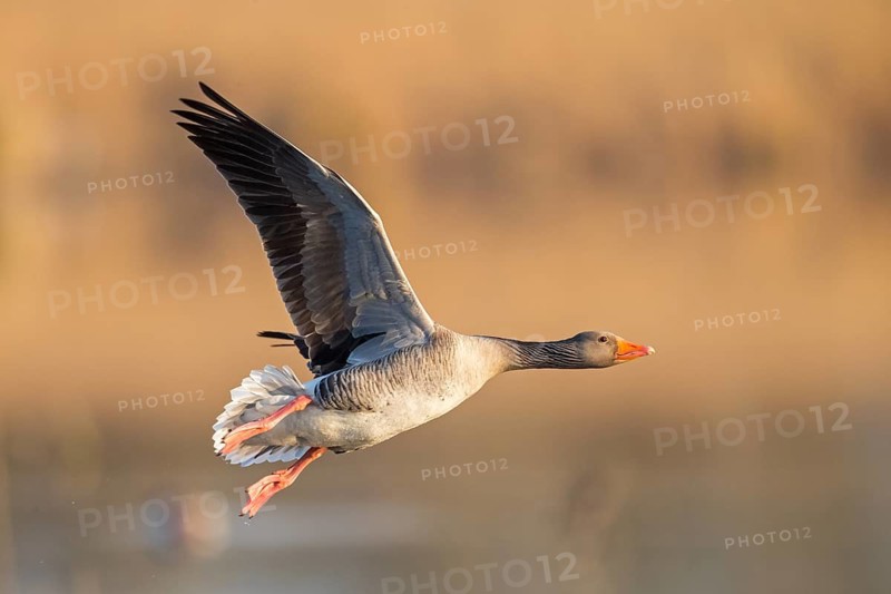 Greylag goose, Anser Anser, flight photo, lateral, Wagbachniederung, Baden-Württemberg, Germany