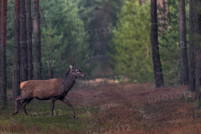 About a fortnight ago, the red deer (Cervus elaphus) shed its antlers, shedding time, antler loss, March, Germany