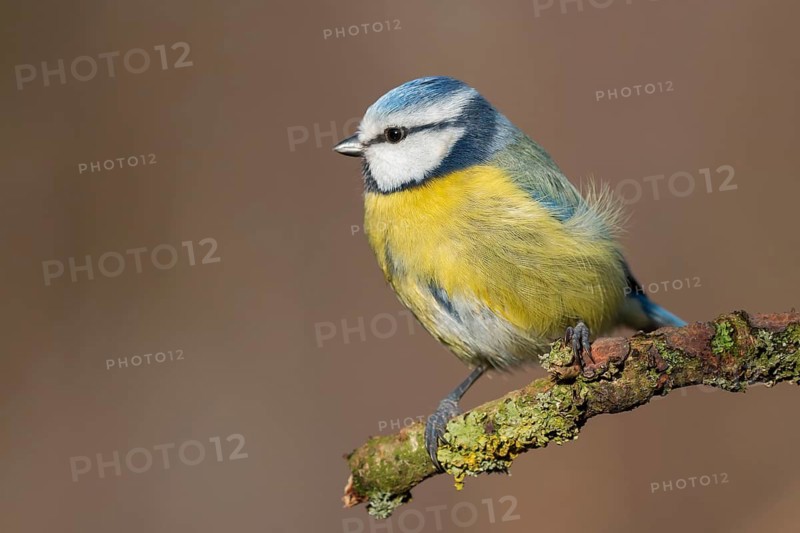 Eurasian Blue Tit (Cyanistes caeruleus) perched on a branch, Lower Saxony, Germany