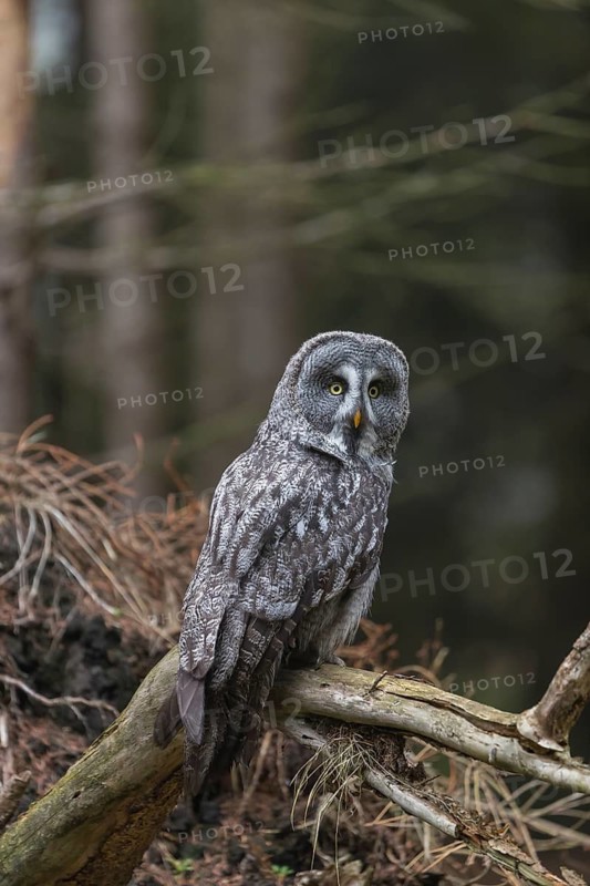 One great grey owl (Strix nebulosa) sitting on the root of a fallen spruce tree
