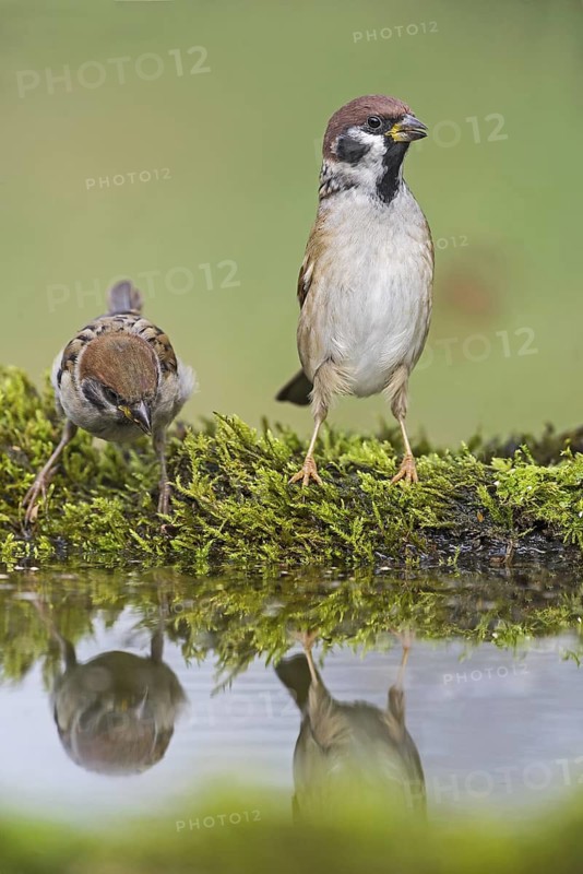 Eurasian Tree Sparrow (Passer montanus) at a waterhole, Aosta Valley, Italy