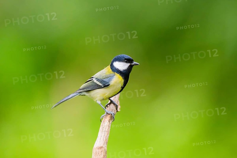 Great tit (Parus major) sitting on an old wrotten tree trunk at a swamp, Bavaria, Germany