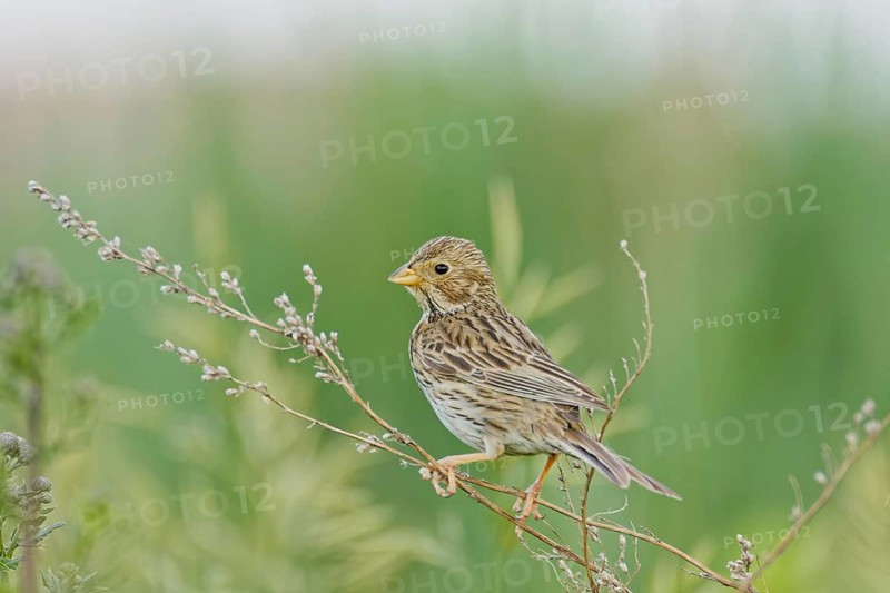 Corn bunting (Emberiza calandra) perched on dry wild grass stems in a green meadow, looking sideways with soft blurred background in natural rural habitat, Poland