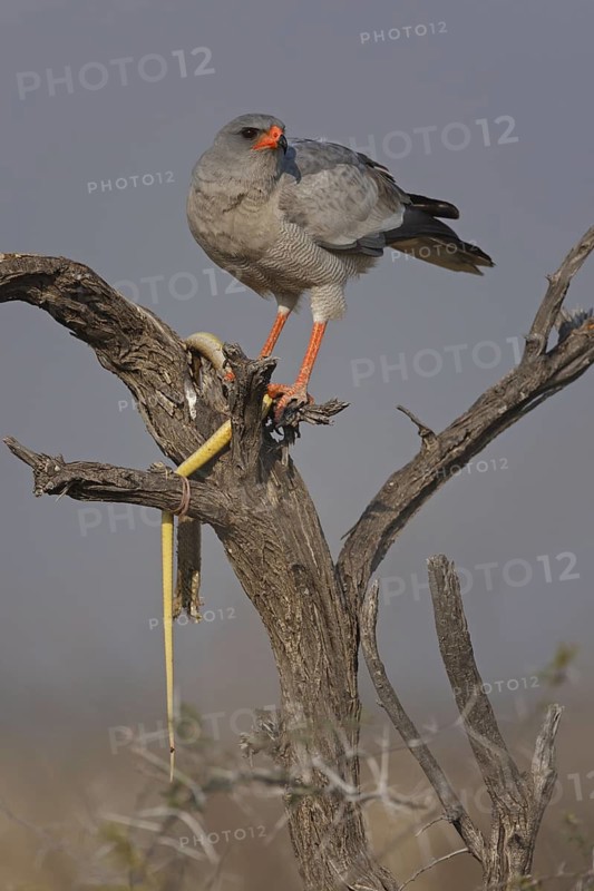 Pale Chanting Goshawk (Melierax canorus), Oshikoto, Namibia
