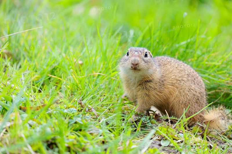 A fully grown ground squirrel (Spermophilus citellus) sits in a green meadow on a sunny day, intently observing its surroundings. Austria