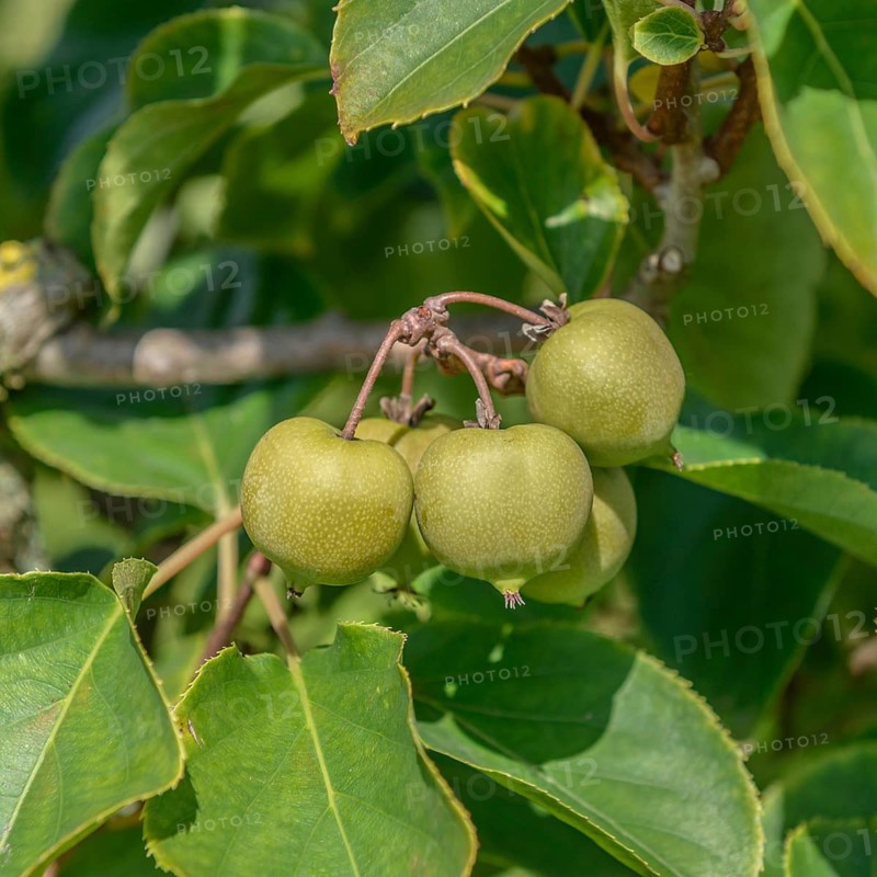 Mini kiwi (Actinidia arguta 'Buro'),  Germany