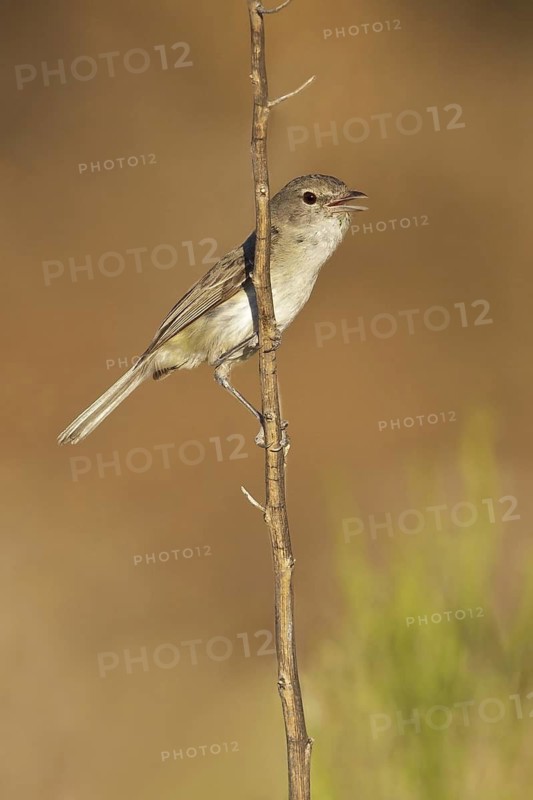 Bell's Vireo (Vireo bellii) perched on a branch in southern Arizona, USA