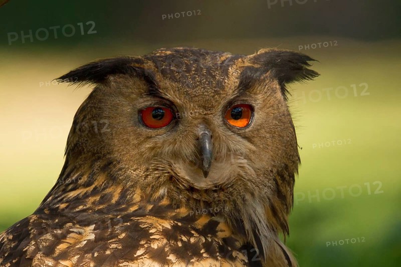 Eurasian Eagle-Owl (Bubo bubo) female, Utrecht, Netherlands