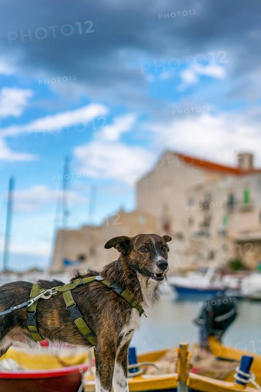 A charming dog stands on a boat in the picturesque Polignano a Mare marina, with colorful boats, historic stone buildings, and a cloudy blue sky in the background