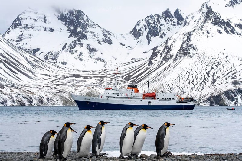 King penguins (Aptenodytes patagonicus), group standing on a pebble beach, in the background expedition ship Ushuaia at anchor and snow-capped mountains, Fortuna Bay, South Georgia