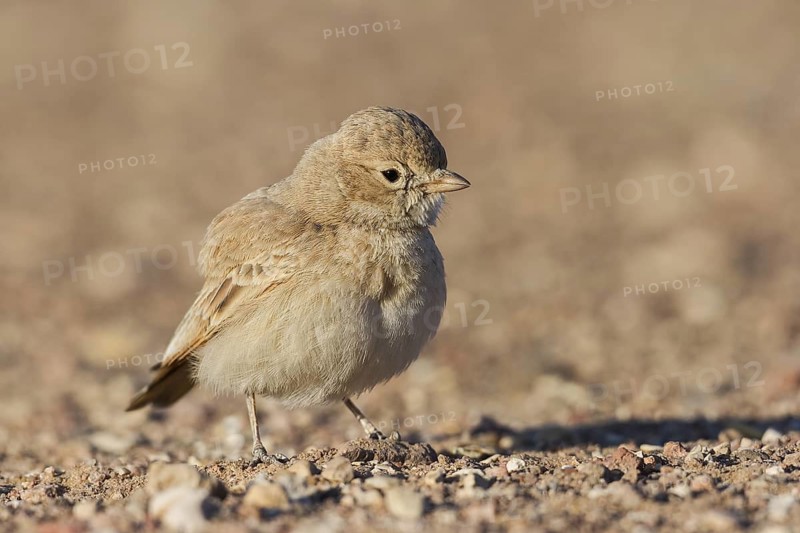 Bar-tailed Lark (Ammomanes cinctura), Eilat, Israel