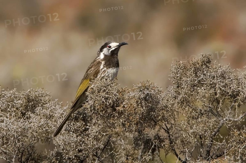 White-fronted Honeyeater (Purnella albifrons), Western Australia, Australia