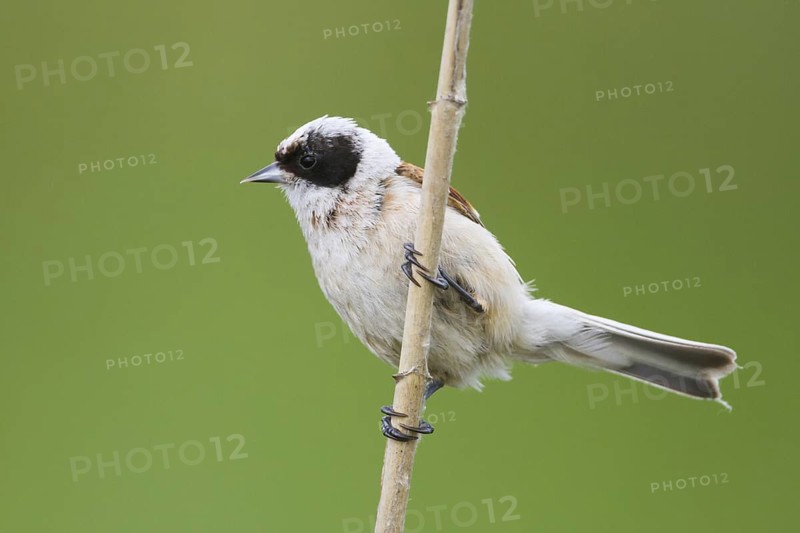 Eurasian Penduline Tit (Remiz pendulinus) male, Hungary
