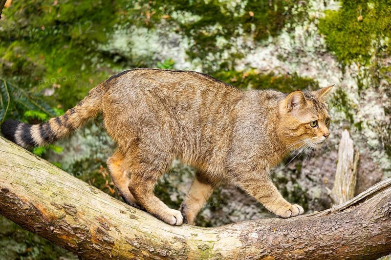 European wildcat (Felis silvestris silvestris) walking in a forest, Bavaria, Germany