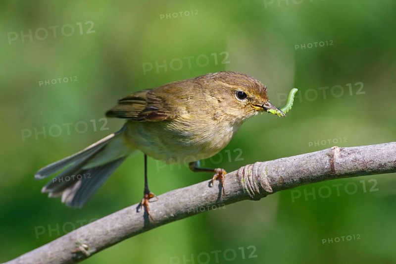 Willow Warbler (Phylloscopus trochilus)