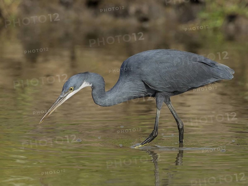 Western Reef Heron (Egretta gularis) foraging, Gambia