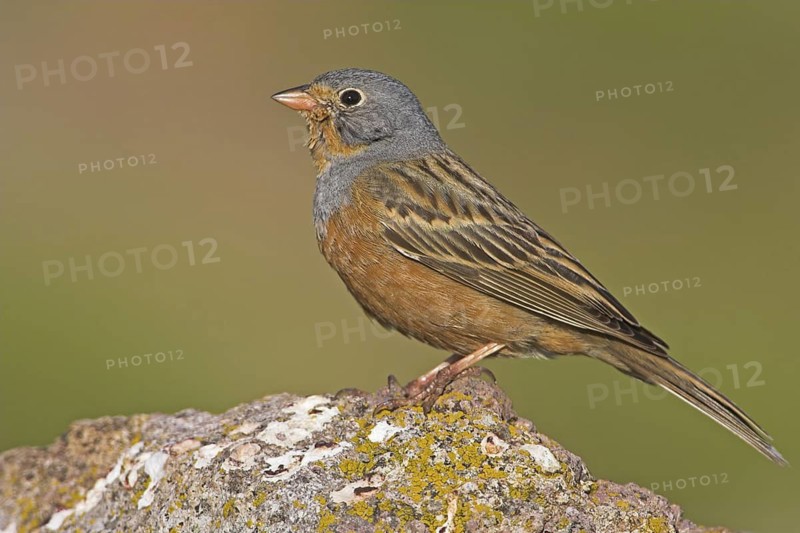 Cretzschmar's Bunting (Emberiza caesia), Greece