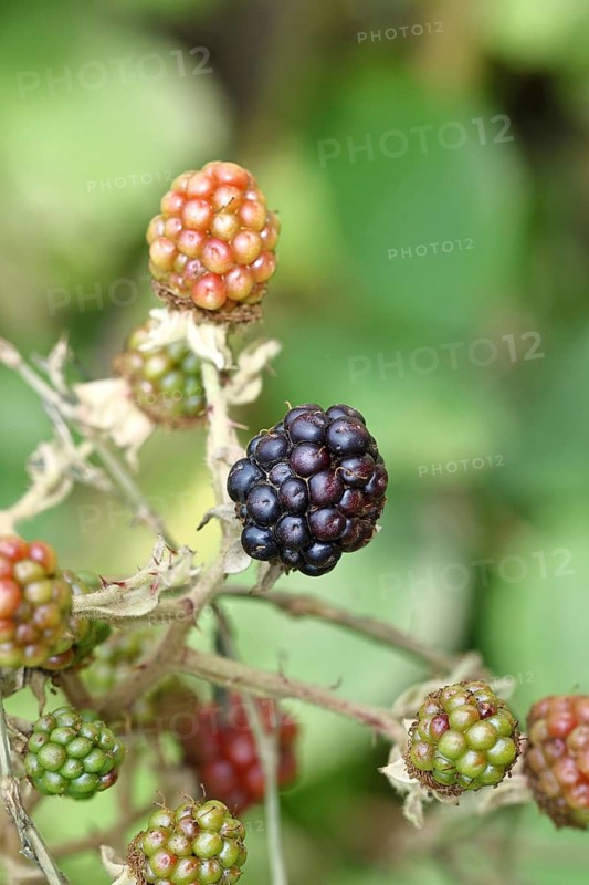 Blackberries (Rubus sectio Rubus), ripe and unripe fruit on the bush, Wilnsdorf, North Rhine-Westphalia, Germany