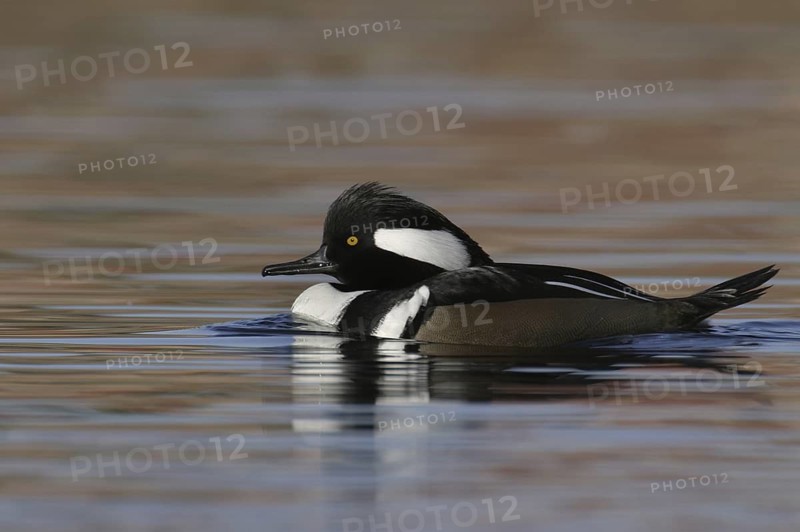 Hooded Merganser (Lophodytes cucullatus) male, Arizona, USA