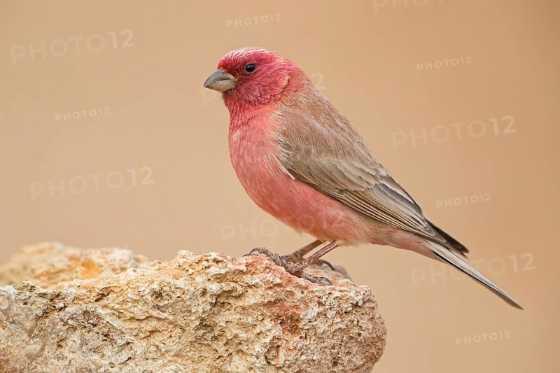 Sinai bullfinch, (Carpodacus synoicus), animals, birds, also Sinai bullfinch, finch family, Israel