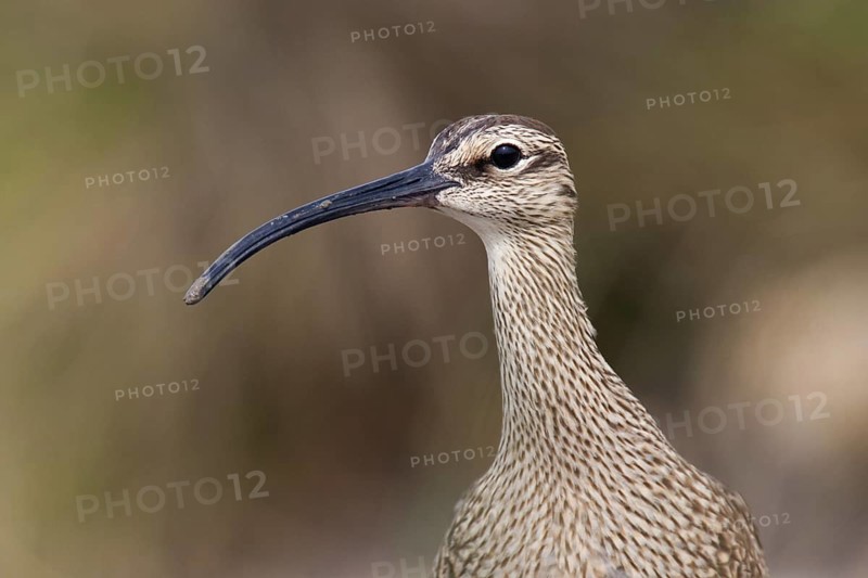 Whimbrel (Numenius phaeopus), Texas, USA