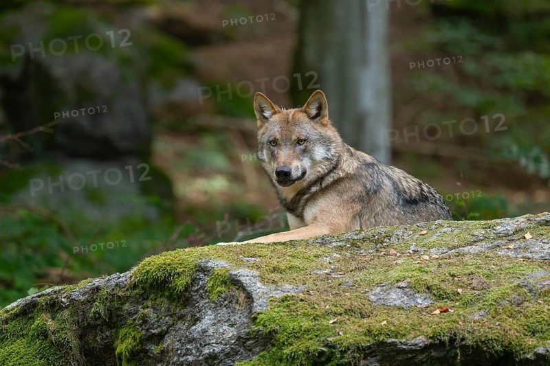 Wolf (Canis lupus) lying on a moss-covered rock and looking attentively, captive, Bavarian Forest National Park, Bavaria, Germany