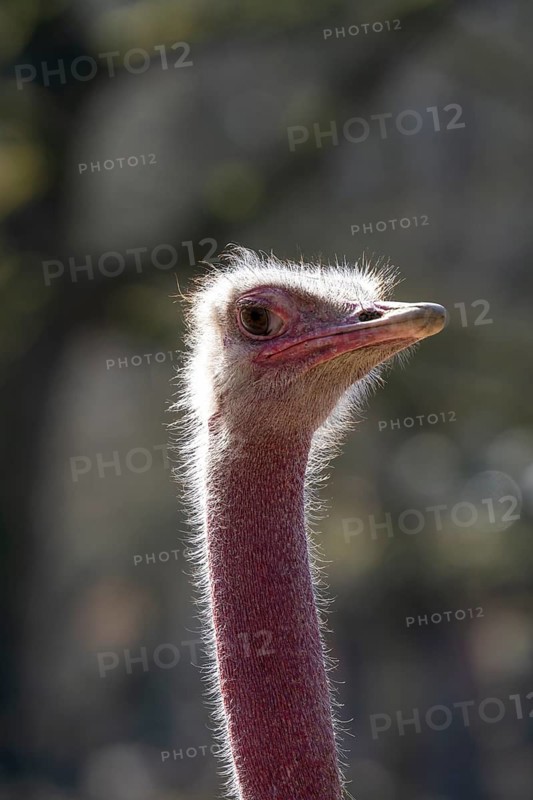North African red-necked ostrich (Struthio camelus), portrait, captive, occurring in North Africa