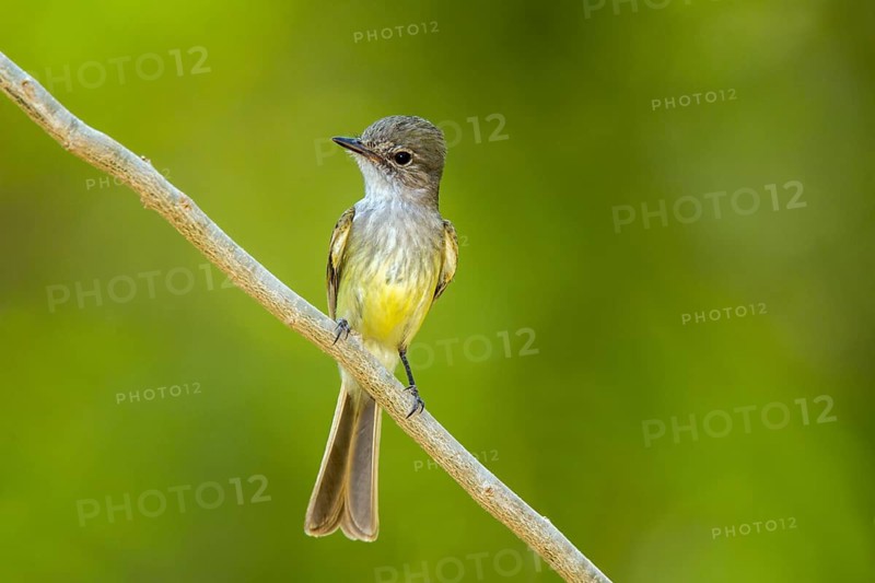 Flammulated Flycatcher Deltarhynchus flammulatus Tehualmixtle, Jalisco, Mexico 13 June Adult Tyrannidae