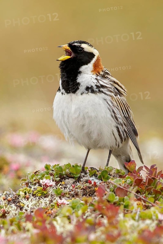 Lapland Longspur (Calcarius lapponicus) perched on the tundra in Nome, Alaska