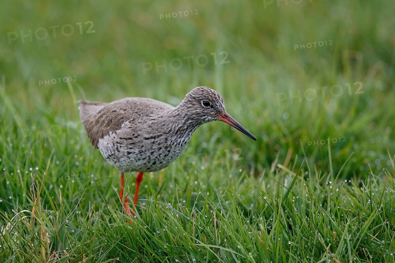 Common Redshank (Tringa totanus), Netherlands