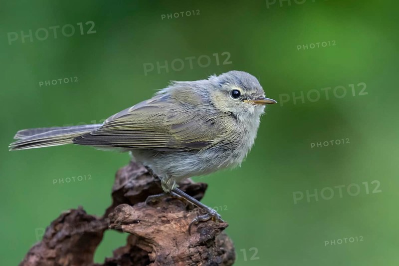 Common Chiffchaff (Phylloscopus collybita), Lower Saxony, Germany