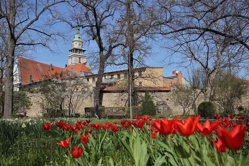 Historic city wall and spa park with red tulips in spring, St. Bonifacius market church, Bad Langensalza, Thuringia, Germany