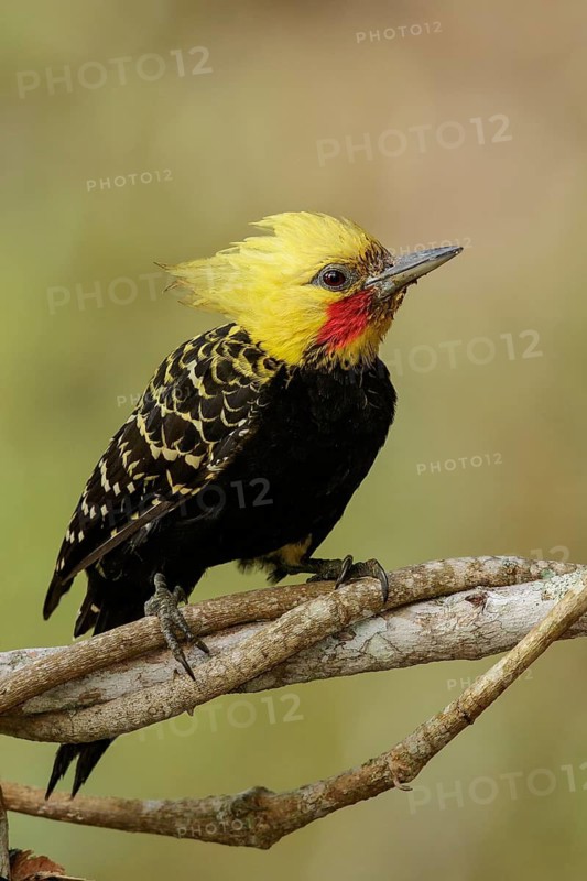 Blond-crested Woodpecker (Celeus flavescens) perched on a branch in the Atlantic Rainforest Region of Brazil