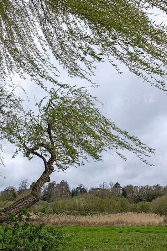 Weeping willows (Salix babylonica) in the wind, Stratford-upon-Avon, England, Great Britain