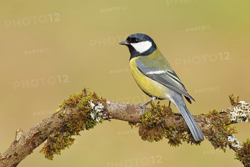 Great Tit (Parus major), sitting on a branch overgrown with moss and lichen, Wildlife, Animals, Birds, Tits, Wilnsdorf, North Rhine-Westphalia, Germany
