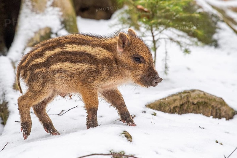 Wild boar (Sus scrofa) in the snow, fresh boar, Melle, Lower Saxony, Germany