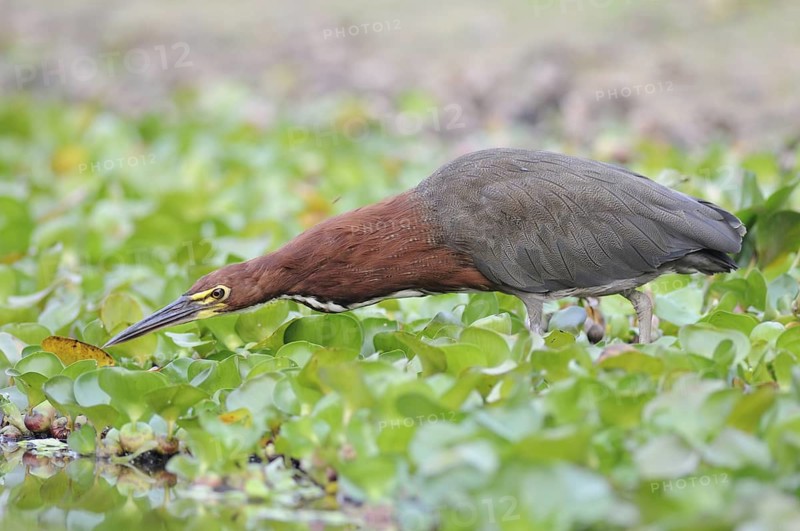Rufescent Tiger Heron (Tigrisoma lineatum) foraging, Pantanal, Brazil