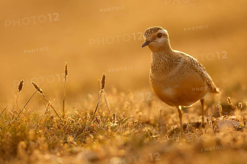 Eurasian Dotterel (Charadrius morinellus), Asturias, Spain