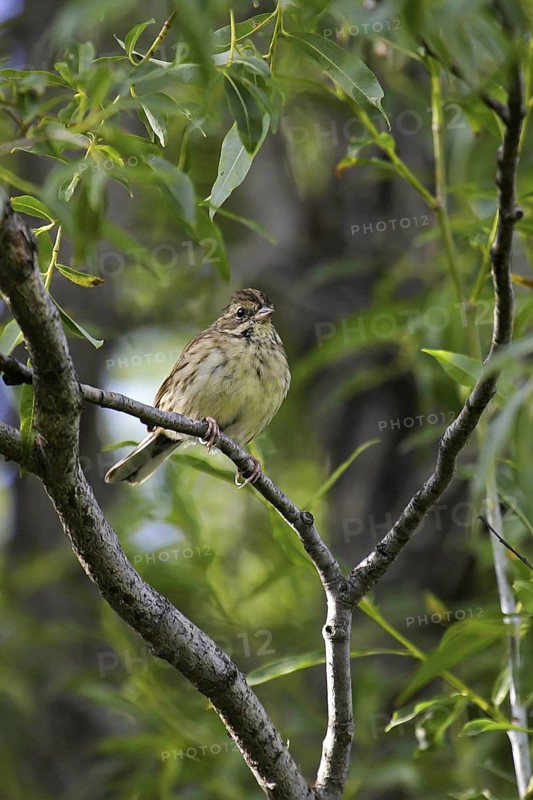 Black-faced Bunting (Emberiza spodocephala) juvenile, Onon River, Mongolia