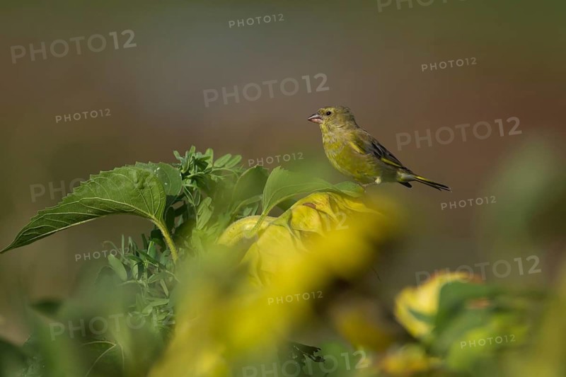 European greenfinch (Chloris chloris) adult male bird on a Sunflower flower seedhead in summer, RSPB Frampton marsh nature reserve, Lincolnshire, England, United Kingdom