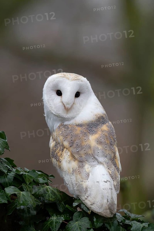 Barn owl (Tyto alba) adult bird of prey on a tree branch, England, United Kingdom