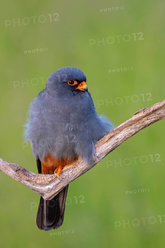 Red-footed Falcon, (Falco vespertinu), perching station, falcon family, Tower Hide, Tiszaalpár, Kiskunsági National Park, Bács-Kiskun, Hungary
