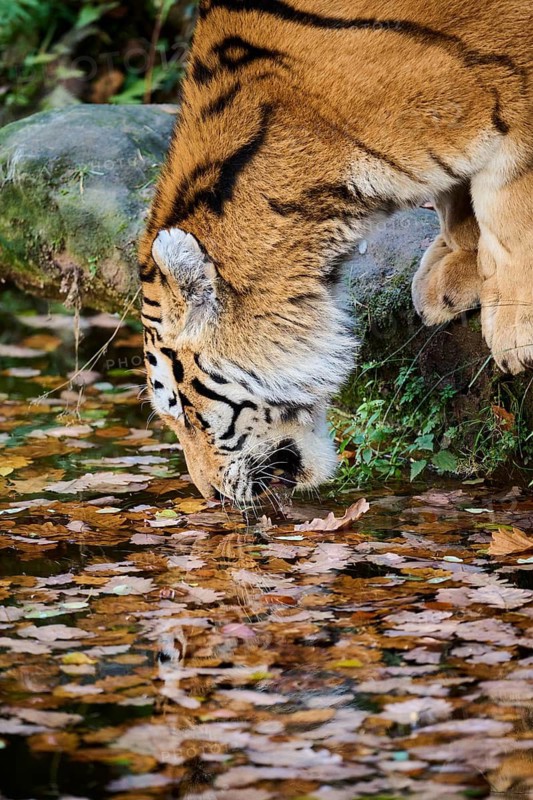 Siberian tiger (Panthera tigris altaica) drinking water from a little lake, Germany