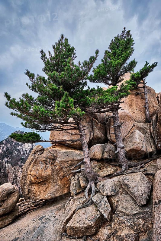 Rock with pine trees in cloudy weather. Seoraksan National Park, South Korea