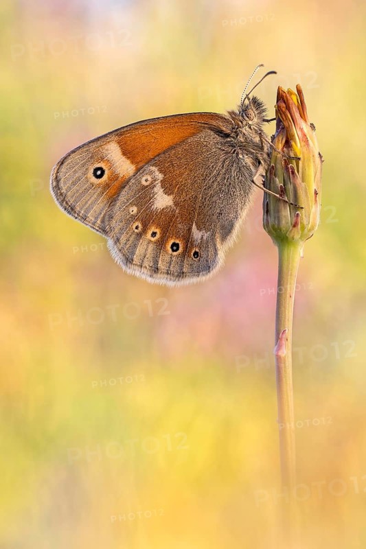 Das Große Wiesenvögelchen (Coenonympha tullia), auch als Großer Heufalter oder Moor-Wiesenvögelchen bezeichnet