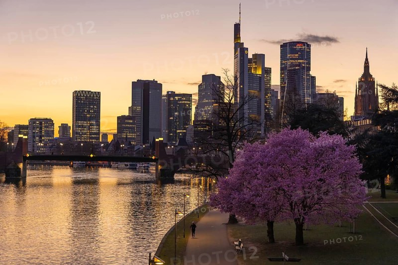 The ornamental cherries on the banks of the Main are blooming in front of Frankfurt's banking skyline, Frankfurt am Main, Hesse, Germany