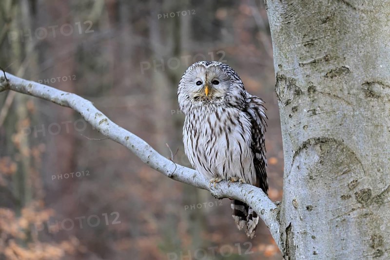 Hawk owl (Strix uralensis), adult, in winter, on tree, Bohemian Forest, Czech Republic, Europe, Germany