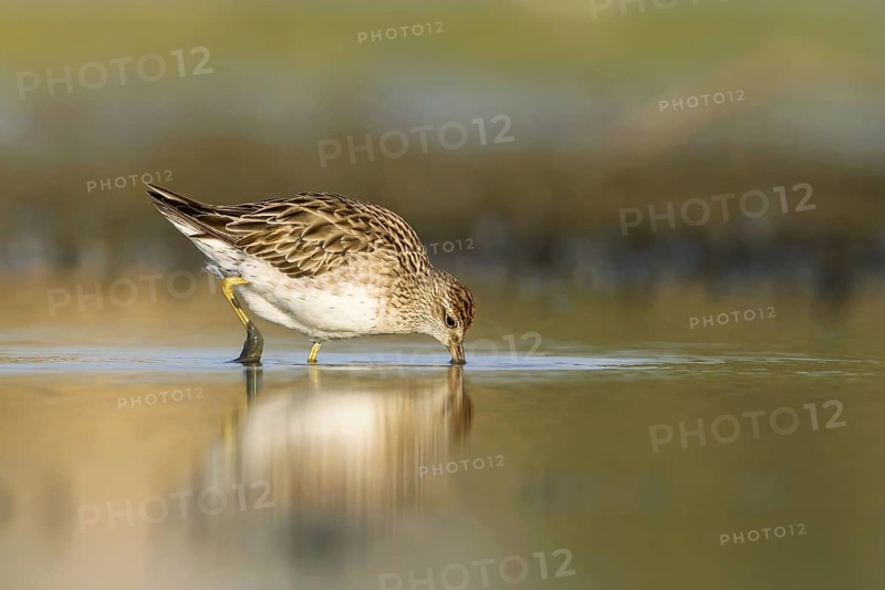 Sharp-tailed Sandpiper (Calidris acuminata), Victoria, Australia