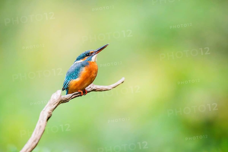 Common kingfisher (Alcedo atthis) sitting on an old wooden branch in late summer, wildife, Bavaria, Germany